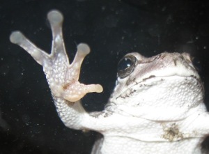 treefrog clinging to window